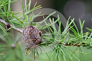 Japanese larch Larix kaempferi needle-like leaves and a cone in close-up photo